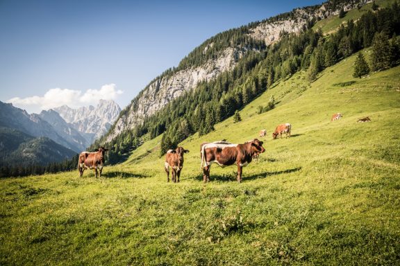 Kühe grasen auf einer grünen Wiese in einer bergigen Landschaft.